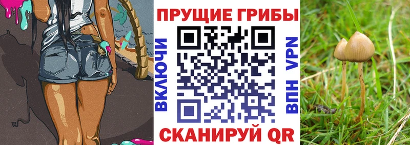 наркошоп  Советск  Псилоцибиновые грибы Magic Shrooms 